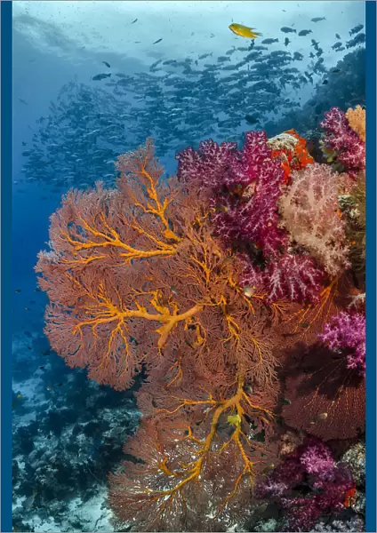 Fiji. Fish and coral reefscape. Credit as: Jones & Shimlock  /  Jaynes Gallery  /  DanitaDelimont