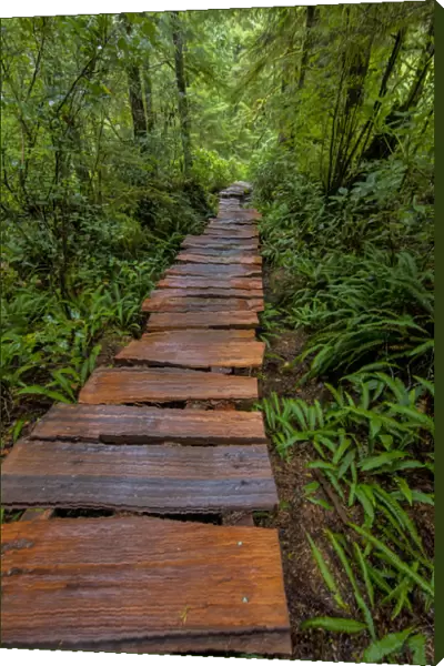 Cedar plank boardwalk through old growth cedar forest on Meares Island near Tofino