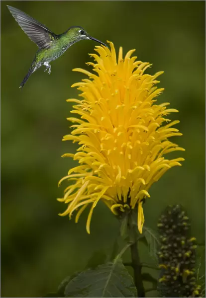 Caribbean, Costa Rica. Green-crowned brilliant hummingbird feeding