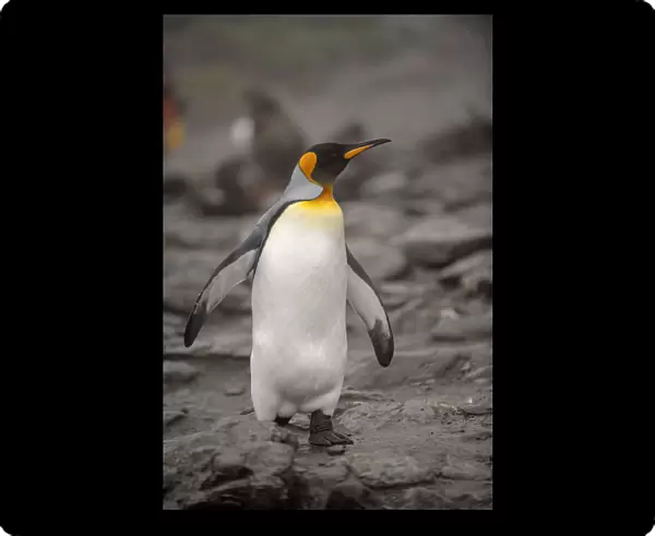 Antarctica, King Penguin, walking