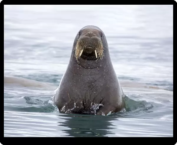 Europe, Arctic, Norway, Svalbard, Walrus Swimming
