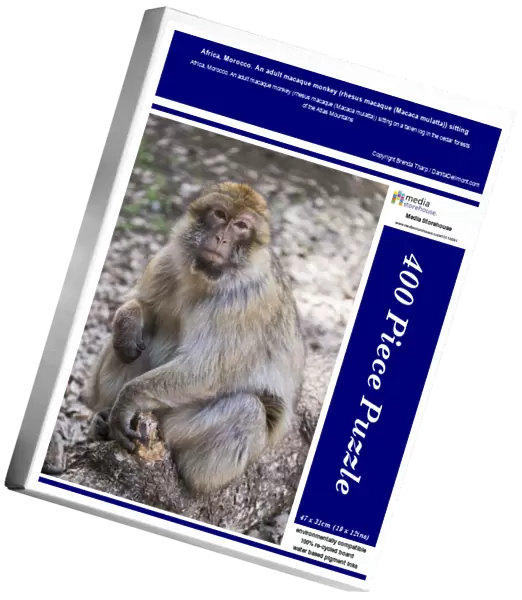 Africa, Morocco. An adult macaque monkey (rhesus macaque (Macaca mulatta)) sitting