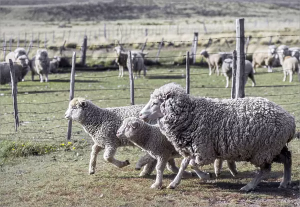 Argentina, Patagonia, South America. Three sheep on an estancia walk by other sheep
