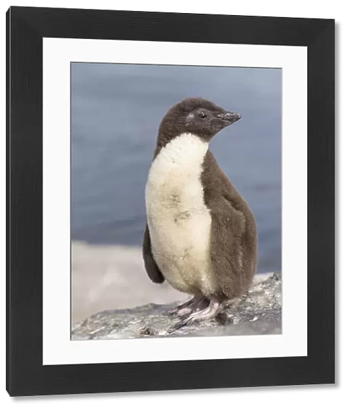 Rockhopper Penguin (Eudyptes chrysocome), subspecies western rockhopper penguin