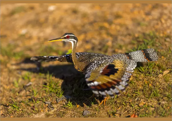A Splendid Sunbittern (Eurypyga helias) spreads its wings along the bank of a river in the Brazilian Pantanal