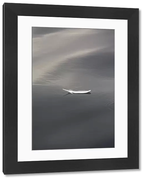 Seagull feather floating on calm water