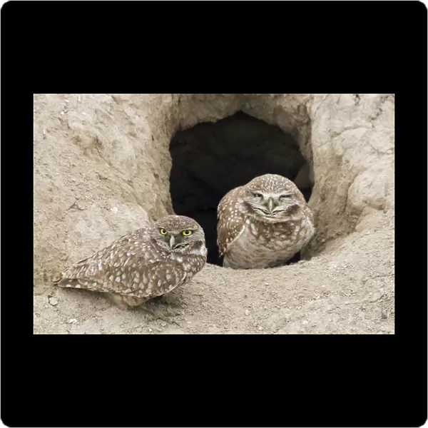 Burrowing Owls at Nest Entrance