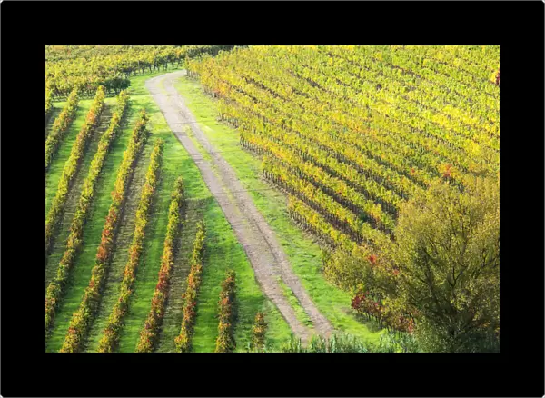Europe; Italy Montepulciano; Road through Autumn Vinyards in full color near