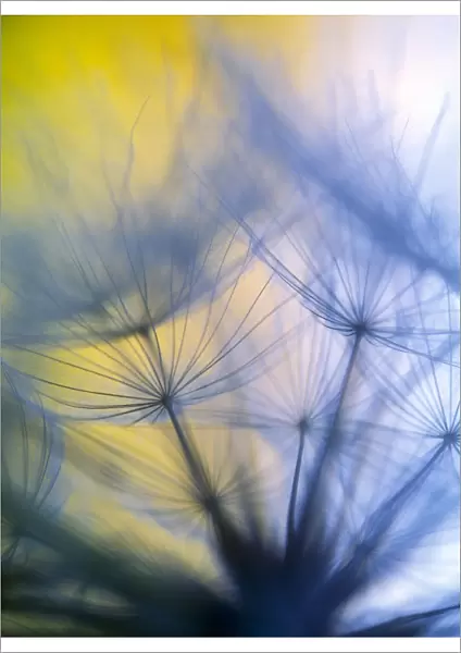 Abstract close-up in yellows and blues of a dandelion seed puff