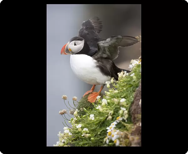 Europe, Iceland, Breidavik, Puffin amid Flowers on a Cliff
