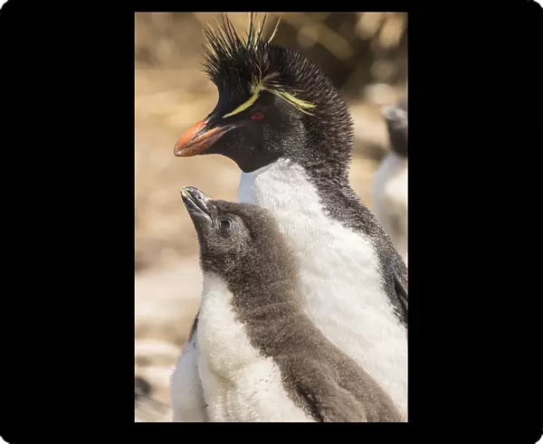 Falkland Islands, Bleaker Island. Rockhopper penguin adult and chick