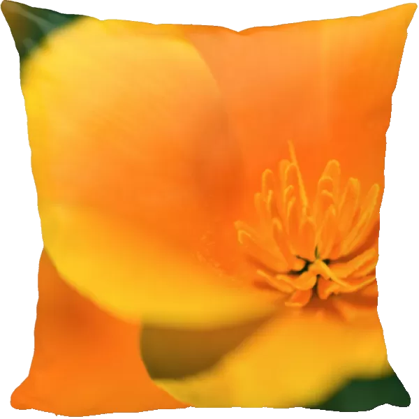 California Poppy detail (Eschscholzia californica), Antelope Valley, California USA
