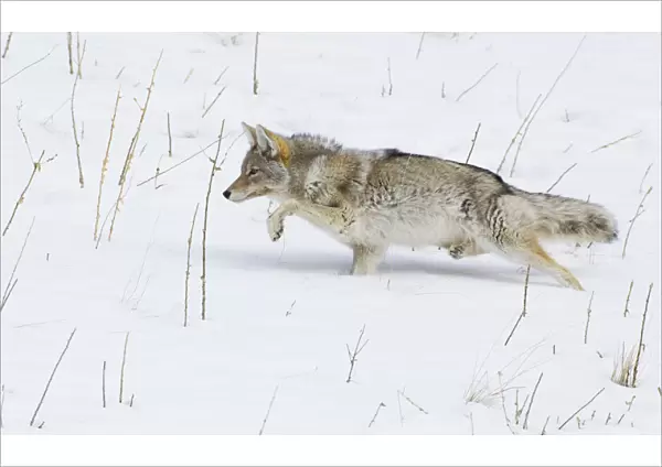 Coyote; Winter Stalking