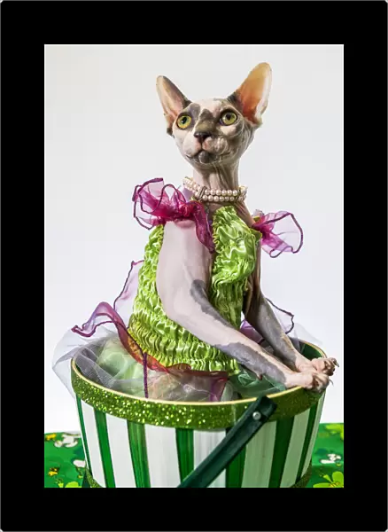 A hairless sphinx cat wearing pearls poses for a portrait (PR)