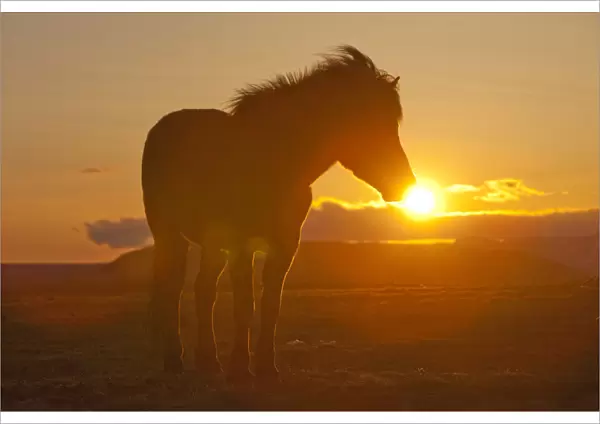 Iceland. Icelandic horse in sunset light