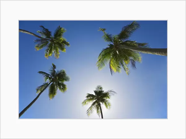 Caribbean, Puerto Rico. Coconut palm trees at Luquillo Beach