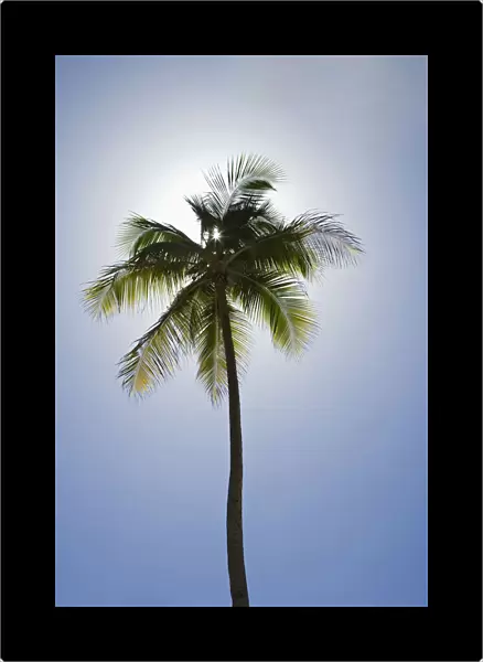 Caribbean, Puerto Rico. Coconut palm tree at Luquillo Beach