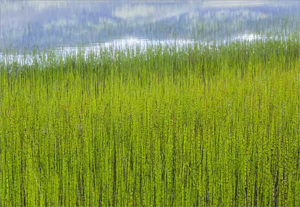 USA, Alaska. Reeds and Quartz Lake. Credit as: Don Paulson  /  Jaynes Gallery  /  DanitaDelimont