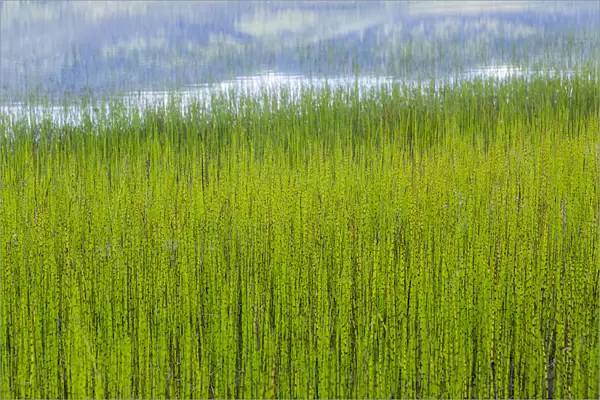 USA, Alaska. Reeds and Quartz Lake. Credit as: Don Paulson  /  Jaynes Gallery  /  DanitaDelimont