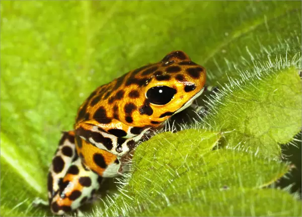 South America, Panama. Yellow form of poison dart frog on spiny plant. Credit as