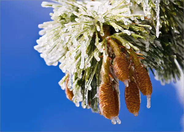 Rime ice on pine cones and needles, San Bernardino National Forest, California USA
