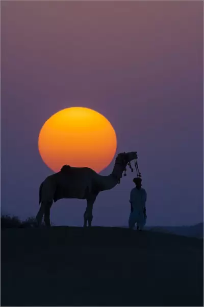 Camel and person at sunset, Thar Desert, Rajasthan, India