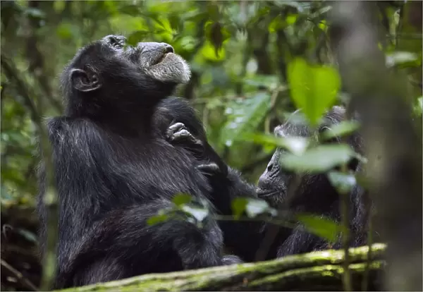 Africa, Uganda, Kibale National Park. Ngogo Chimpanzee Project