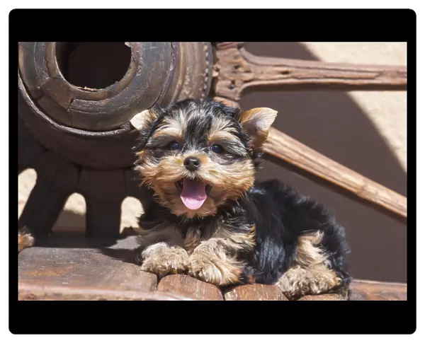 Yorkshire Terrier Puppy laying by wooden wheel