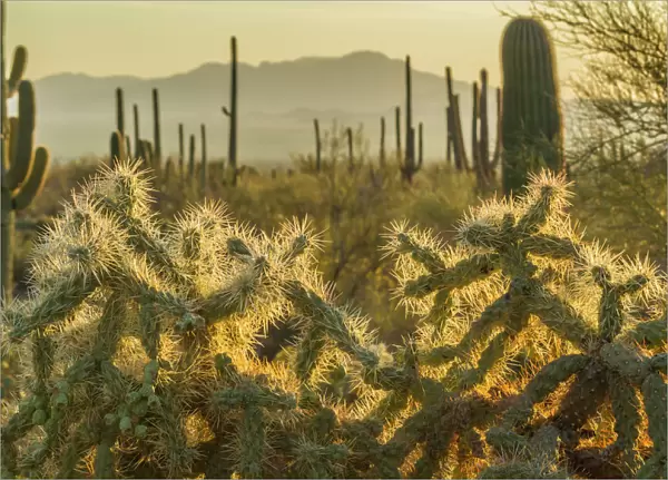 USA, Arizona, Tucson Mountain Park. Backlit cholla cactus in Sonoran Desert. Credit as