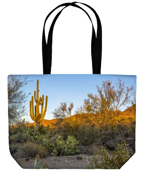 USA, Arizona, Tucson, Saguaro National Park (west)