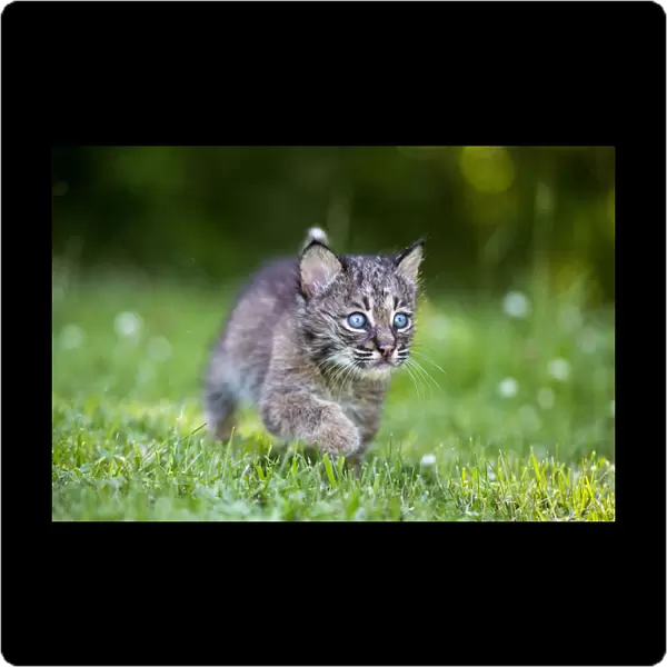 USA, Minnesota, Sandstone, Baby Bobcat (Kitten)