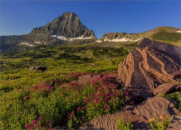 Alpine wildflowers with Mount Reynolds at Logan Pass in Glacier National Park, Montana