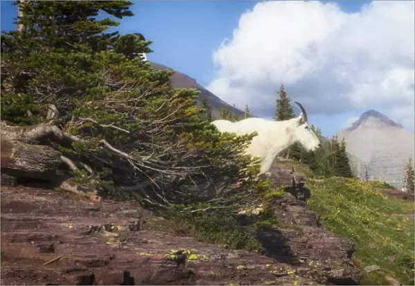Mountain Goat on the Hillside. Glacier National Park. Montana. USA