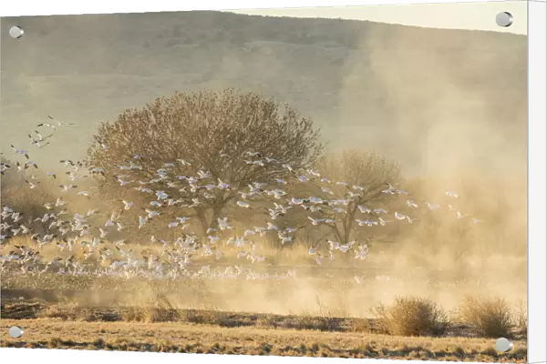 USA, New Mexico, Bosque Del Apache National Wildlife Refuge. Snow geese landing. Credit as
