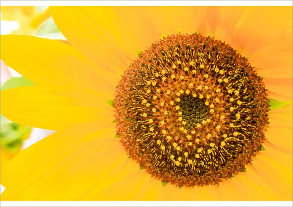 Santa Fe, New Mexico, USA. Close up of a yellow sunflower