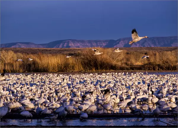 North America; USA; New Mexico; Bosque del Apache National Wildlife Refuge; Lesser Snow Geese (Chen C