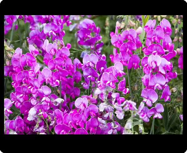 USA, Oregon, Lane County, Fall Creek. Oregon Wildflowers