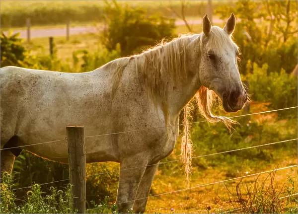 Lancaster County, Pennsylvania. Dappled horse catches mane on barbed wire