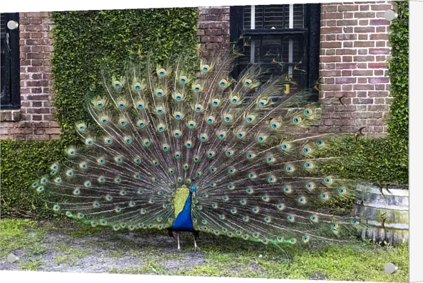 USA, South Carolina, Charleston, The Inn at Middleton Place, Displaying Peacock
