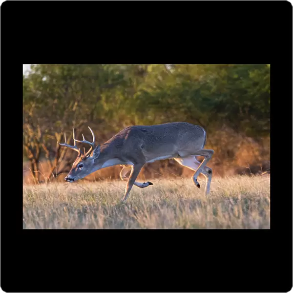 White-tailed Deer (Odocoileus virginianus) buck trailing doe