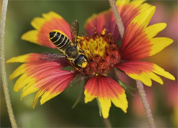 Leafcutter bee, solitary bees (Megachile sp. ), adult feeding on Indian Blanket, Fire Wheel