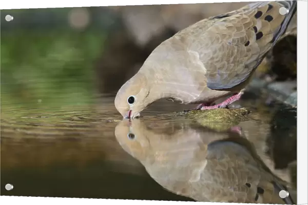 Mourning Dove (Zenaida macroura), adult drinking, Hill Country, Texas, USA