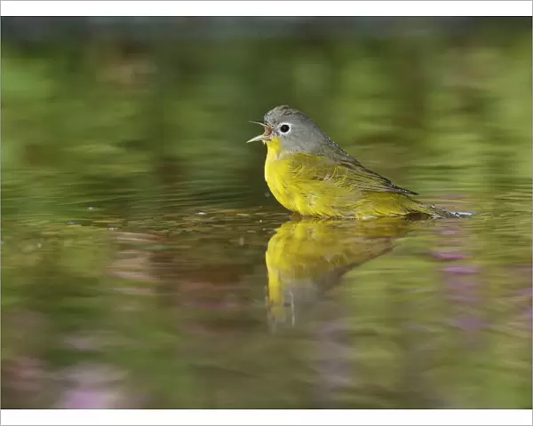 Nashville Warbler (Vermivora ruficapilla), adult bathing in pond, Hill Country, Texas