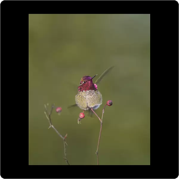 USA. Washington State. Adult male Annas Hummingbird (Calypte anna) flashes his