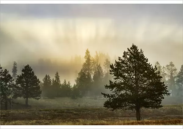 Sunbeams over trees, Midway Geyser Basin, Yellowstone National Park, Wyoming  /  Montana