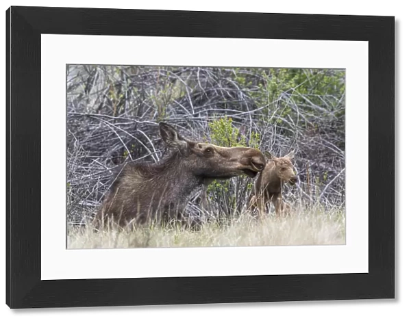 USA, Wyoming, Sublette County, a newborn moose calf tries to stand with it s
