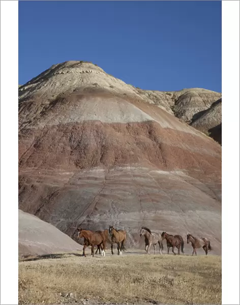 USA, Wyoming, Shell, The Hideout Ranch, Horses Walking in front of Painted Hills