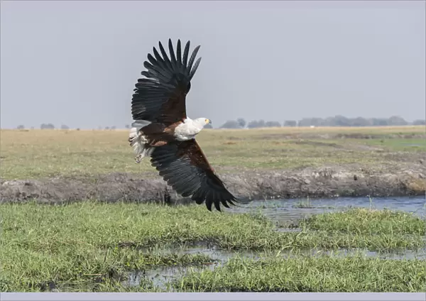 African Fish eagle (Haliaeetus vocifer) in flight over the marshland along the Chobe River