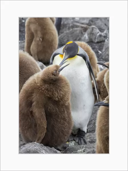 Adult King penguin with Chick. St. Andrews Bay, South Georgia Islands