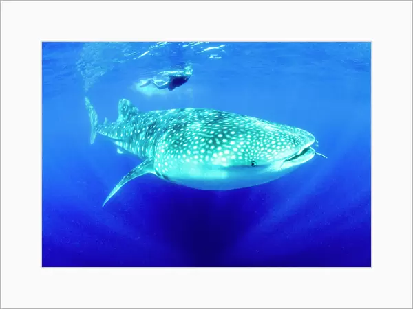 Snorkeler and Whale Shark(Rhincodon typus), worlds largest fish, Ningaloo Marine Park